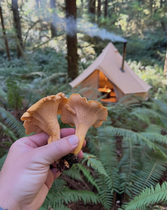 Hot tent camping and gathering mushrooms in the forest